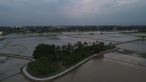 Aerial view of paddy fields at Kepala Batas, Penang Stock Footage 258519747