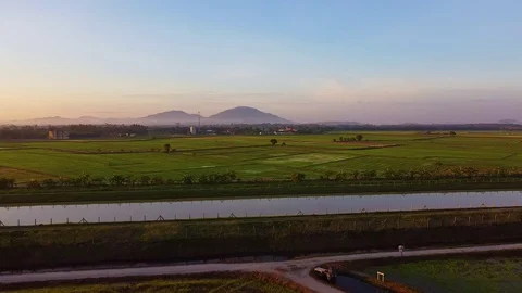 Aerial view paddy fields in Malaysia. Full HD Stock Footage 129532559