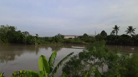 Aerial view of paddy fields over Kepala Batas, Penang Video stock 258881440