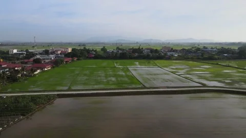 Aerial view of paddy fields over Kepala Batas, Penang Stock Footage 258881847