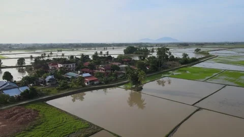 Aerial view of paddy fields over Kepala Batas, Penang Stock Footage 258881848