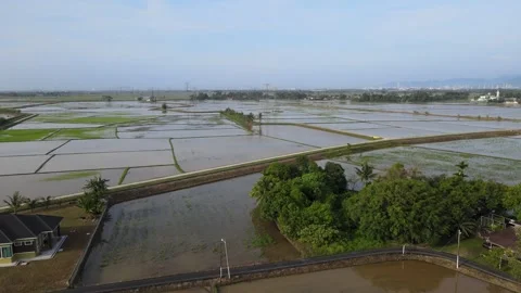 Aerial view of paddy fields over Kepala Batas, Penang Stock Footage 258881855