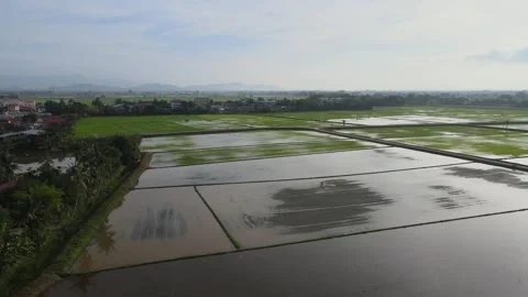 Aerial view of paddy fields over Kepala Batas, Penang Stock Footage 258882014