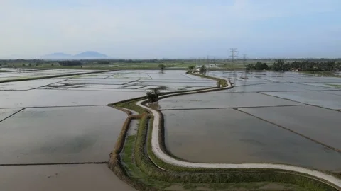 Aerial view of paddy fields over Kepala Batas, Penang Stock Footage 258882064