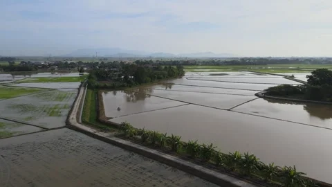 Aerial view of paddy fields over Kepala Batas, Penang Stock Footage 258882082