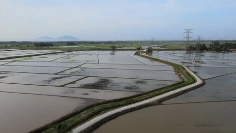 Aerial view of paddy fields over Kepala Batas, Penang Stock Footage 258882091