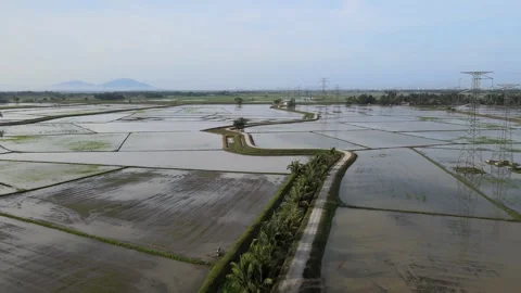 Aerial view of paddy fields over Kepala Batas, Penang Stock Footage 258882373