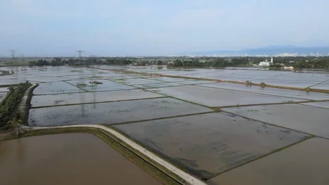 Aerial view of paddy fields over Kepala Batas, Penang Stock Footage 258882574