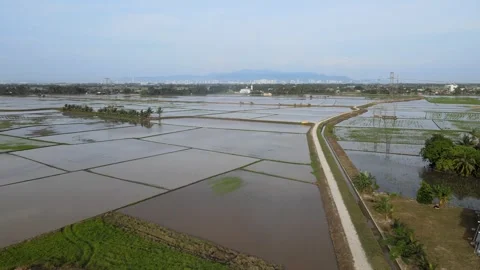 Aerial view of paddy fields over Kepala Batas, Penang Stock Footage 258882609