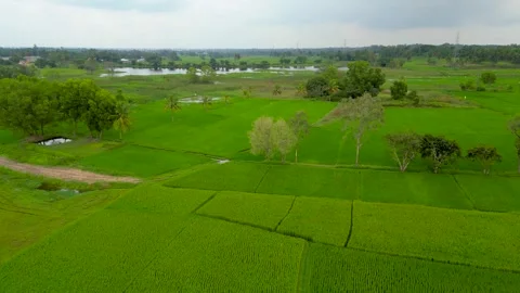 Aerial view of paddy fields In rural India near Mysore city, Karnataka in S.. Stock Footage 275085919