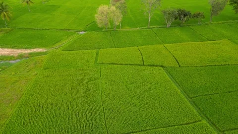 Aerial view of paddy fields In rural India near Mysore city, Karnataka in S.. Video stock 301724625