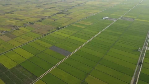 Aerial view of paddy fields at Sekinchan, Sabak Bernam, Selangor Stock Footage 259305362