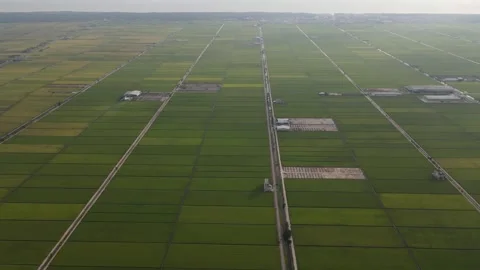 Aerial view of paddy fields at Sekinchan, Sabak Bernam, Selangor Stock Footage 259305731