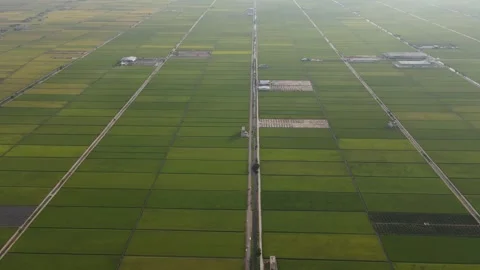 Aerial view of paddy fields at Sekinchan, Sabak Bernam, Selangor Stock Footage 259305758