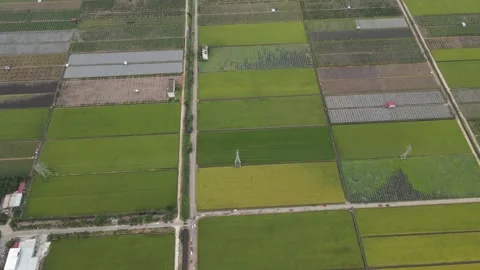 Aerial view of paddy fields at Sekinchan, Sabak Bernam, Selangor Stock Footage 259305783