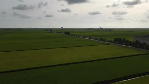 Aerial view of paddy fields at Sekinchan, Sabak Bernam, Selangor Stock Footage 259306429