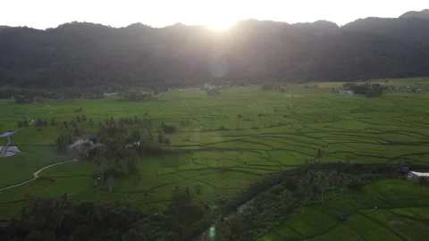 Aerial View of Paddy Fields at Sunset Video stock 198001524