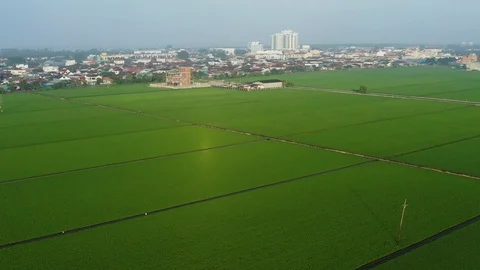 Aerial view of paddy fields surrounded by buildings at sunset, Malaysia Stock Footage 117048277