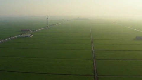 Aerial view of paddy fields surrounded by buildings at sunset, Malaysia Stock Footage 117048692