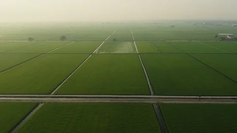Aerial view of paddy fields surrounded by buildings at sunset, Malaysia Stock Footage 117049948