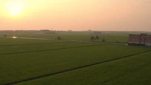 Aerial view of paddy fields surrounded by buildings at sunset, Malaysia Stock Footage 117050239