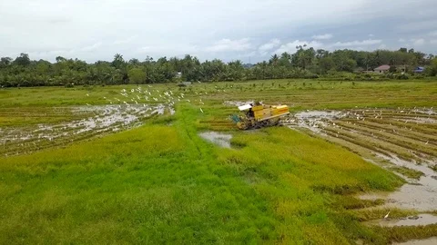 Aerial view of paddy machine harvesting on paddy field Video stock 98002567