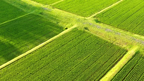 Aerial view of paddy rice field Stock Footage 113603080