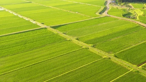 Aerial view of paddy rice field Stock Footage 113606148