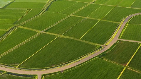 Aerial view of paddy rice field Stock Footage 113609202