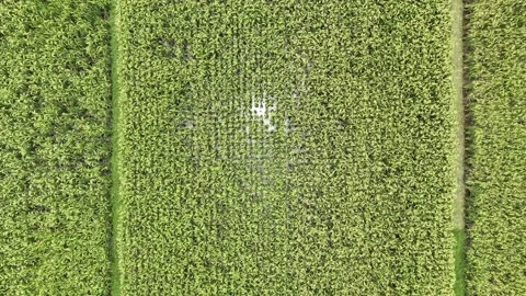 Aerial view of paddy rice fields in Indonesia. Stock Footage 232985402