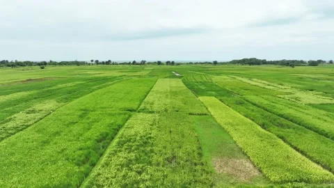 Aerial view of paddy rice fields in Indonesia. Stock Footage 232985641