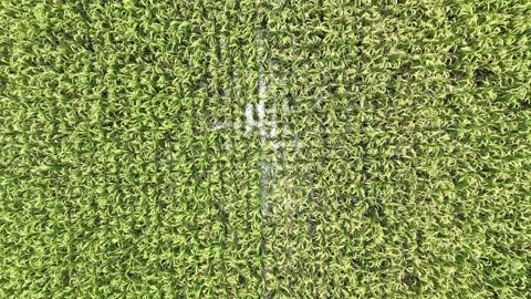 Aerial view of paddy rice fields in Indonesia. Stock Footage 232985876