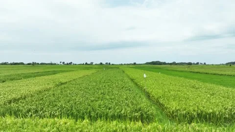 Aerial view of paddy rice fields in Indonesia. Stock Footage 232986247