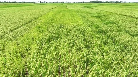 Aerial view of paddy rice fields in Indonesia. Stock Footage 232987572