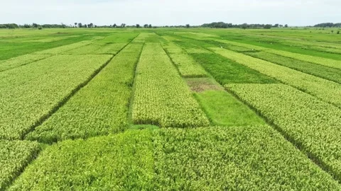 Aerial view of paddy rice fields in Indonesia. Stock Footage 232987922