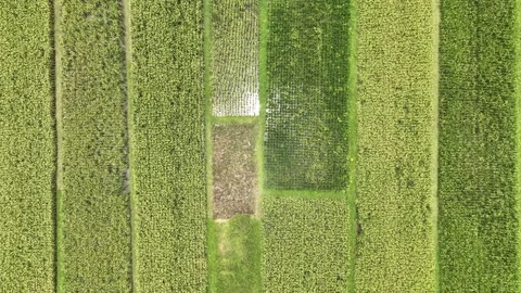 Aerial view of paddy rice fields in Indonesia. Stock Footage 232988051