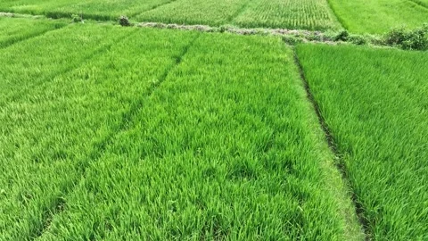 Aerial View of Paddy Rice Fields 스톡 동영상 238582694