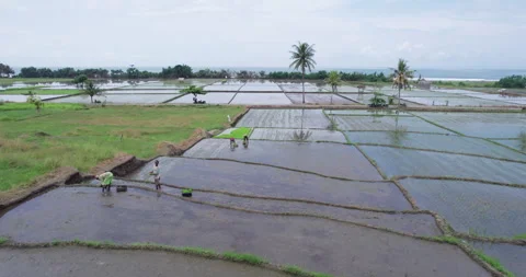 Aerial view of paddy rice fields by the ocean in Bali island Stock Footage 326897747