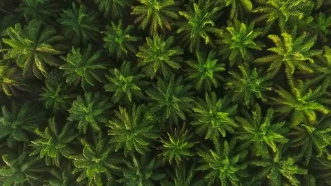 Aerial View: Palm Oil Tree Plantation from above. HD birds eye view. Krabi Stock Footage 72582736