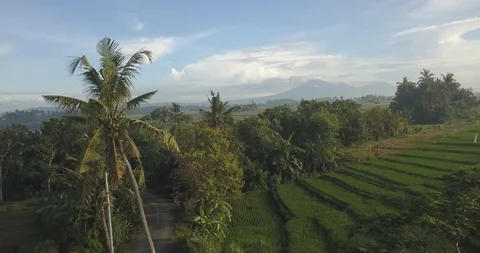 Aerial view of palm in rice fields Stock Footage 128461417