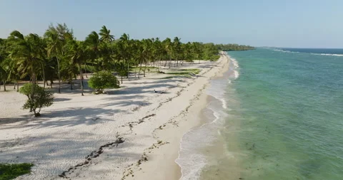 Aerial view of palm tree beach on kenyan coast Video stock 169775749