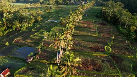 Aerial View of Palm Tree Corridor with Narrow Pathway Through Tropical Rice Vídeo Stock 329498506
