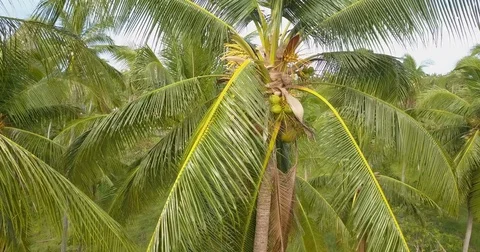 Aerial View of Palm Tree Crowns Video stock 76579804