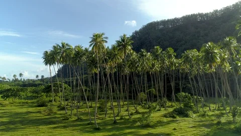 Aerial view palm tree forest with fresh coconuts Stock Footage 92066934