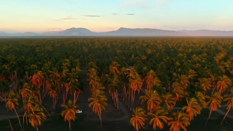 Aerial View of Palm Tree Sunset at Playa Paraíso, Tecomán Stock Footage 319060674