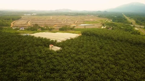 Aerial view of palm trees and farm land,Port Dickson, Malaysia Stock Footage 112614886