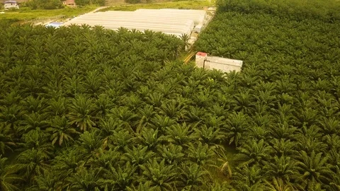 Aerial view of palm trees and farm land,Port Dickson, Malaysia Stock Footage 112615044