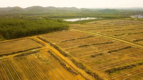Aerial view of palm trees and farm land,Port Dickson, Malaysia Stock Footage 112615120