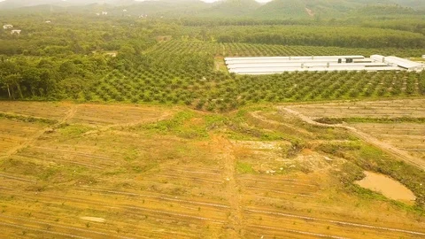 Aerial view of palm trees and farm land,Port Dickson, Malaysia Stock Footage 112615171