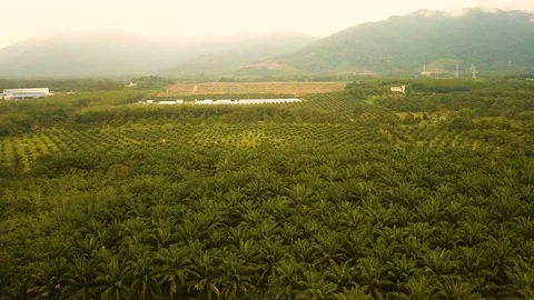 Aerial view of palm trees and farm land,Port Dickson, Malaysia Stock Footage 112749864
